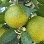 Bergamot.jpg