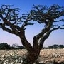 Frankincense.jpg
