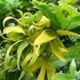 Ylang.jpg